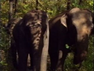 Selen In La Regina Degli Elefanti (a.k.a. The Queen Of Elephants) - Scene #1